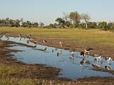 Africa 237 : Africa, Animal, Bird, Botswana, Greater White Egret, Hamerkop, Marabou Stork, Mombo, Okavango, Yellow-billed stork